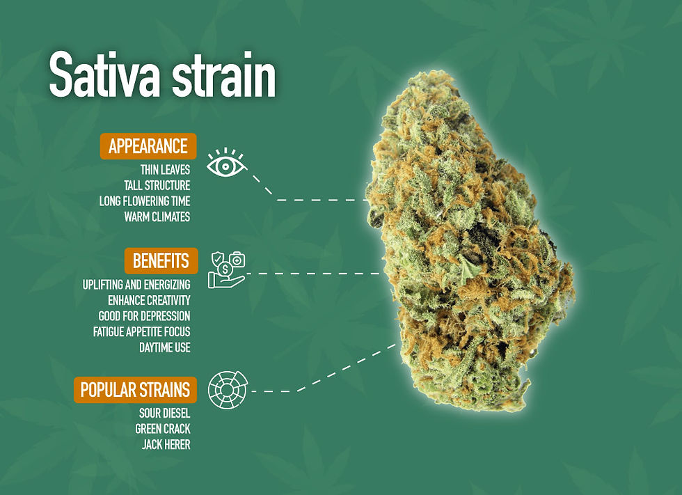 cannabis sativa